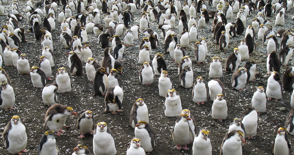 Close up of Royal Penguin Rookery on Macquarie Island (2)