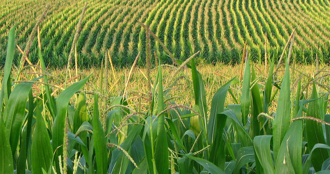 Ancient Remains Paint Picture of Grassland Climate Change