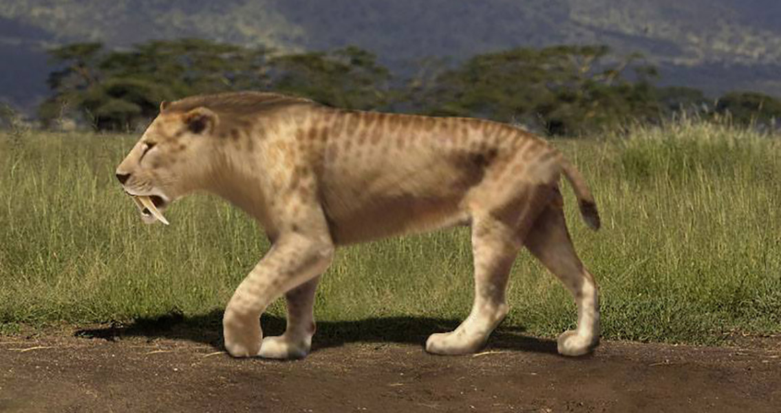 Hunting Prey on the Open Plains Was the Saber-Toothed Cat’s Meow
