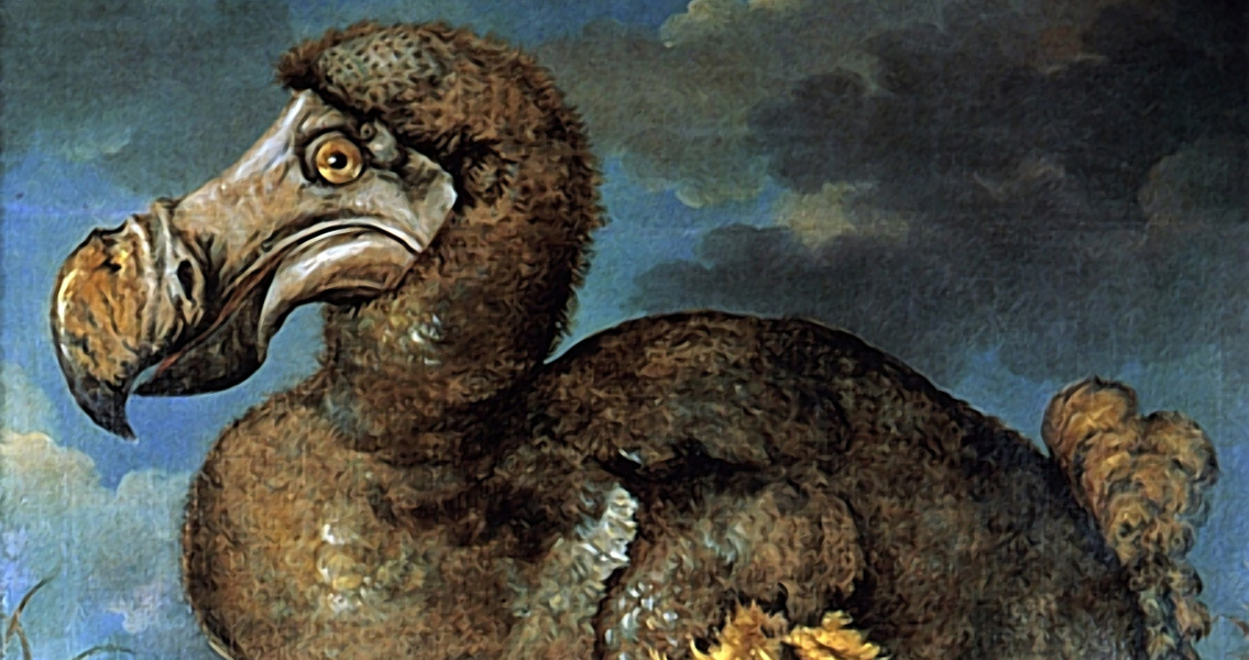Dumb as a Dodo? Not So Much, Researchers Say