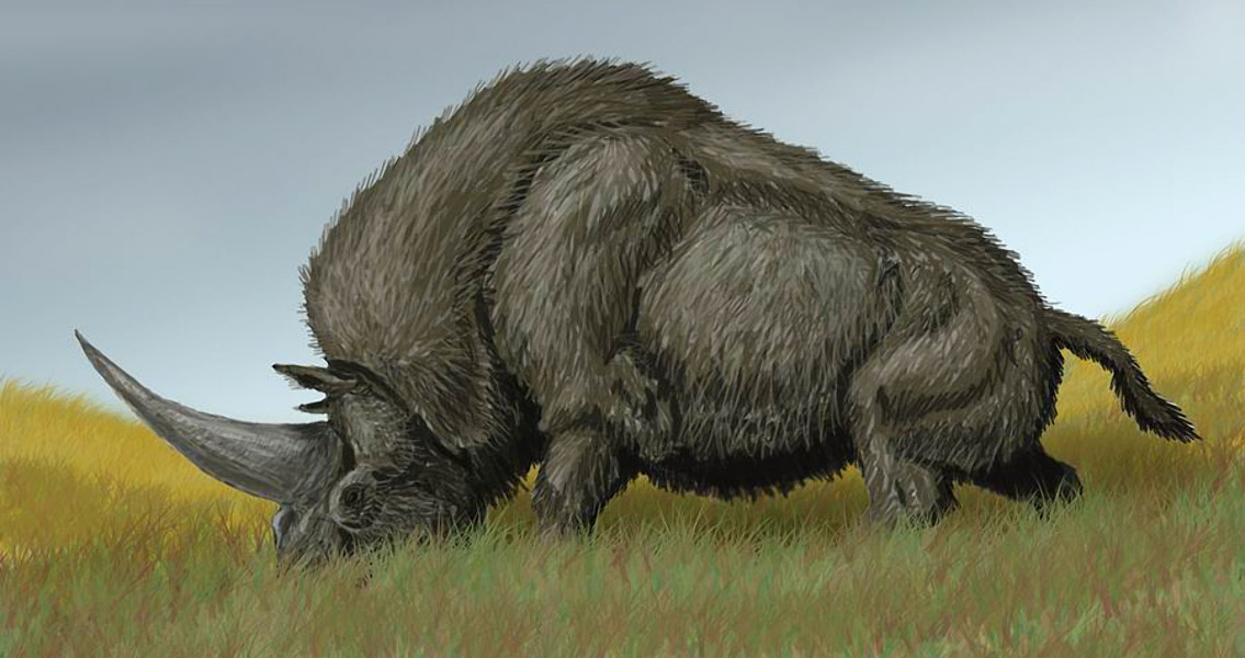 Elasmotherium sibiricum