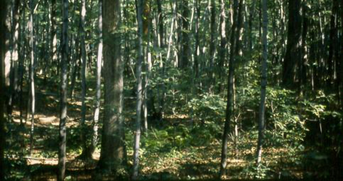 Eastern US Forest Ecology Changes for Worse Over Time
