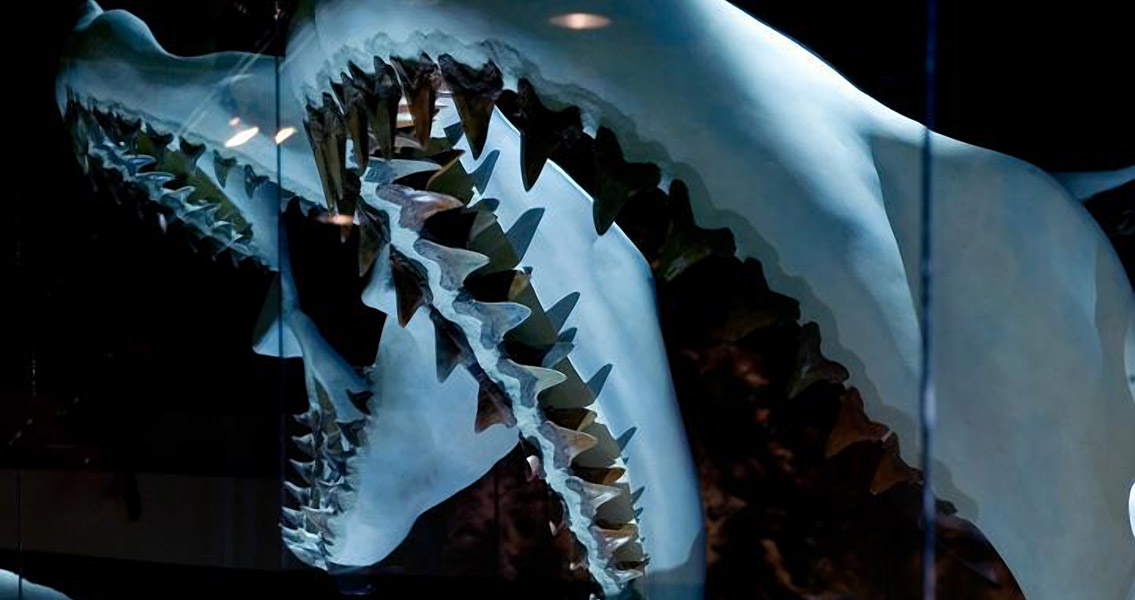 Jaw of a megalodon sideview (2)