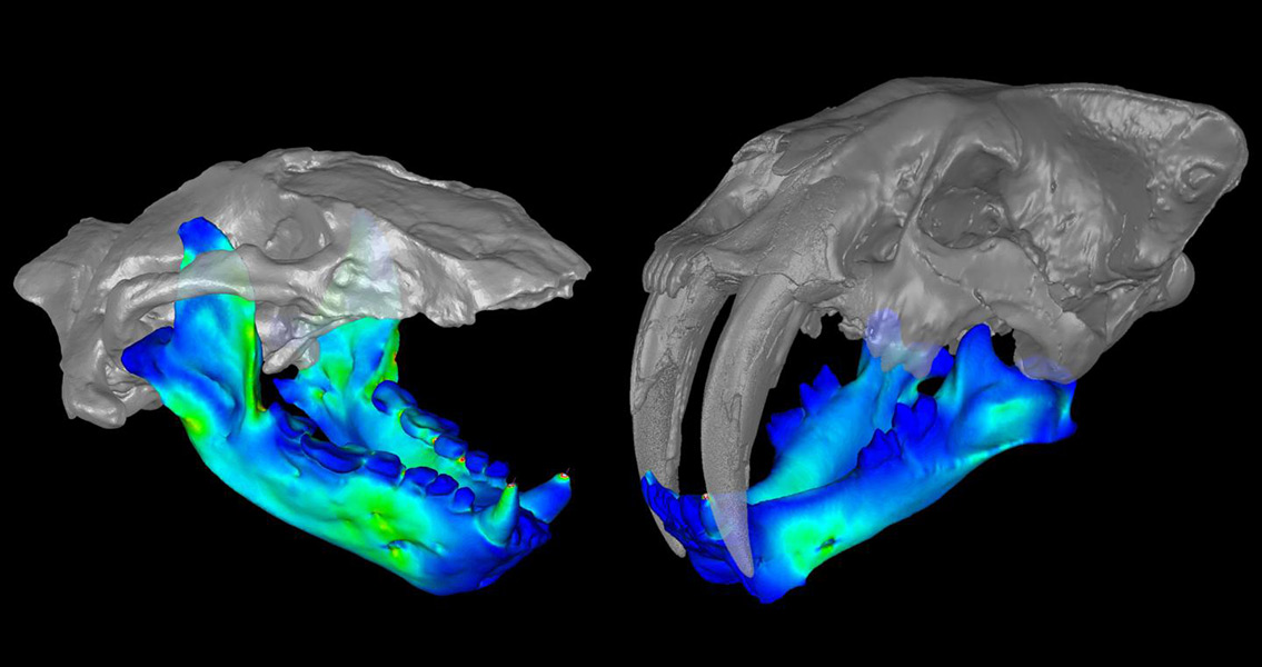 “Marine Bear” May Have Had a Smilodon-Like Bite