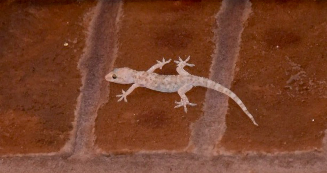 Mediterranean house Gecko