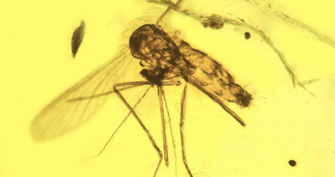 Oldest fossil showing Plasmodium malaria (2)