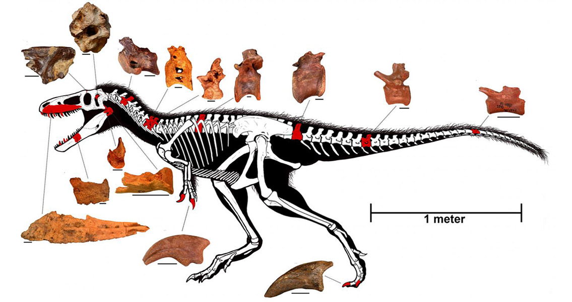 Origins of the T.rex: Brains Came Before Brawn