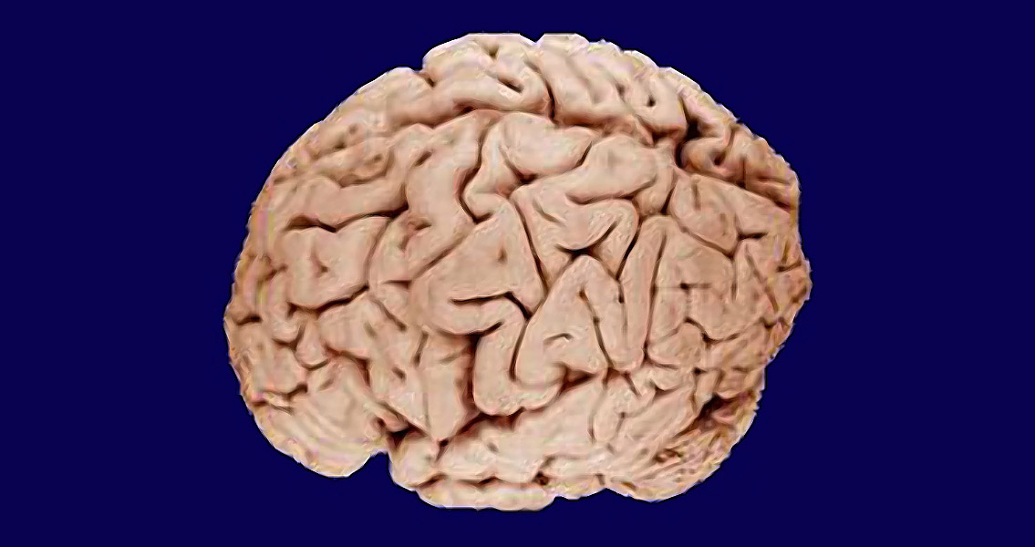 Brain