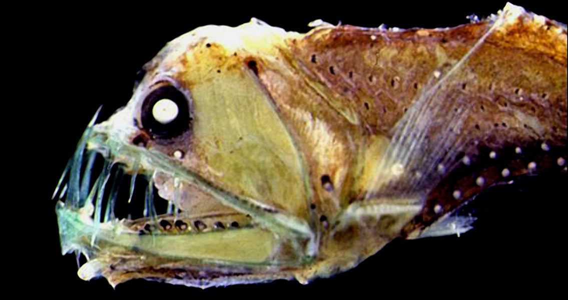 deep sea dinosaurs