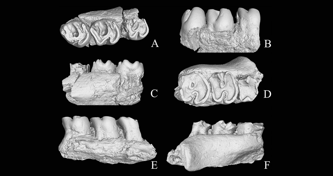 New Clue in the Study of Fauna Dispersal Routes