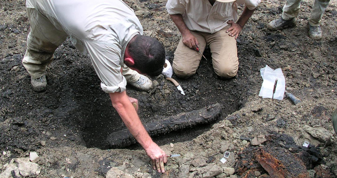 Gryposuchus pachakamue mandible in the field.