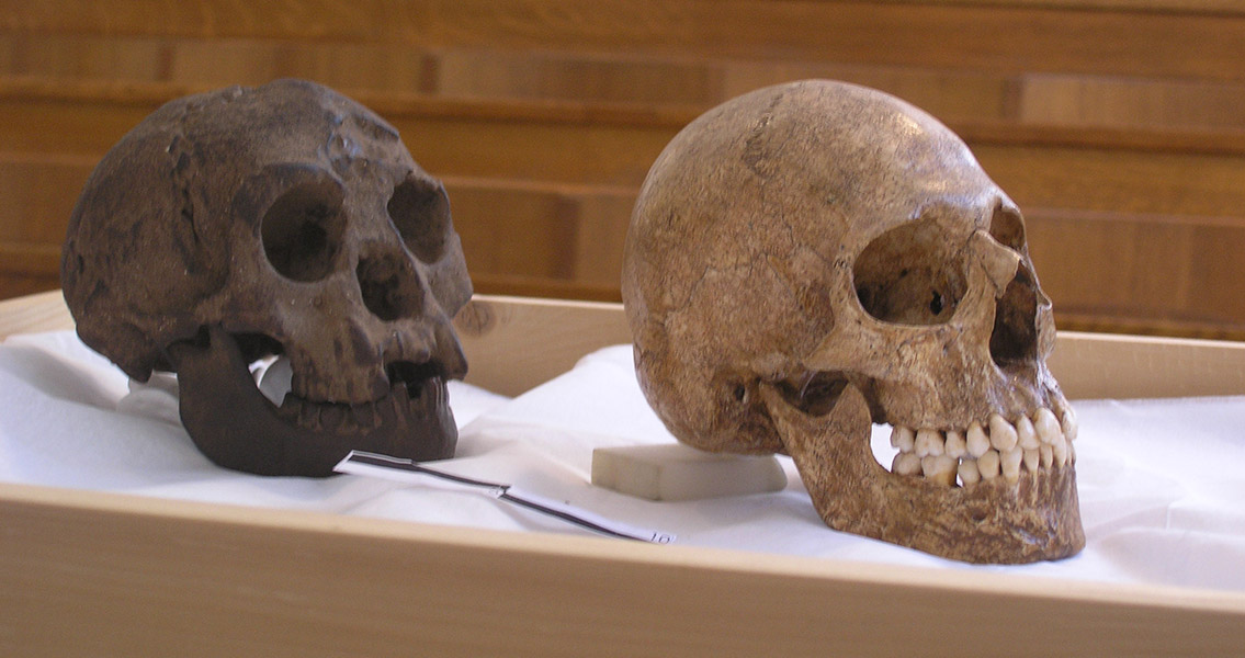 H.floresiensis skulls