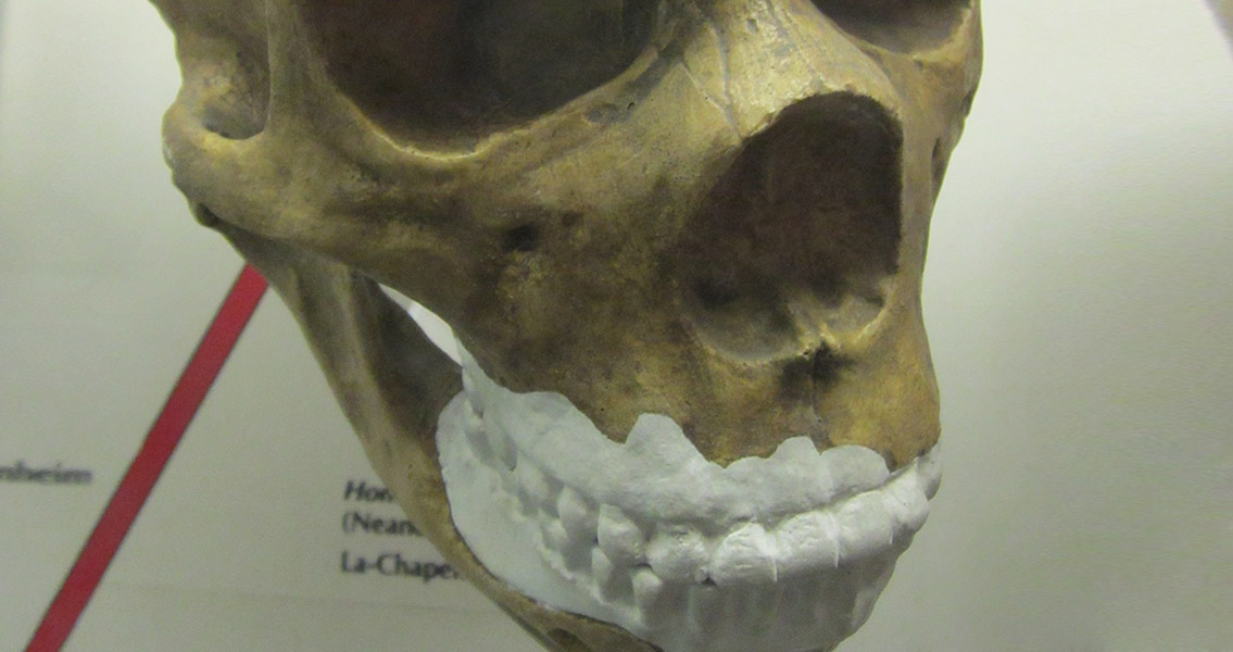 Homo Neanderthalensis skull cast