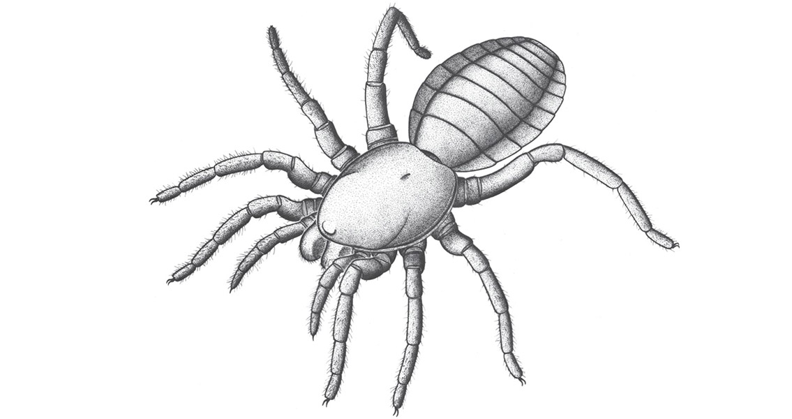 Reconstruction of Idmonarachne brasieri