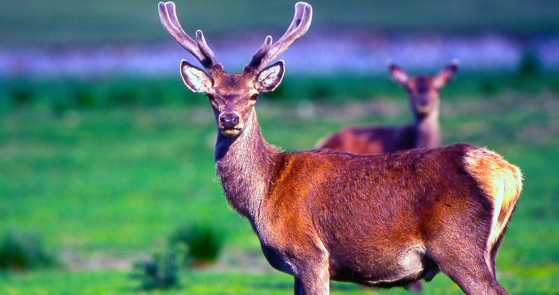 Scottish Deer Not So Native, New Research Suggests
