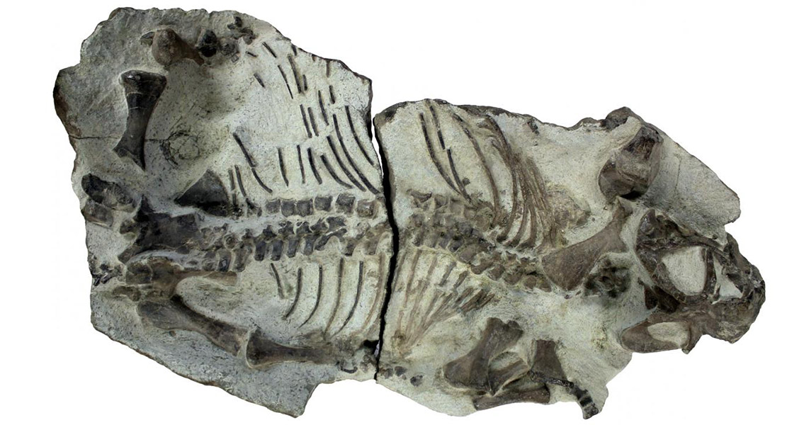 Therapsids Survived Mass Extinction With Shorter Life Expectancies