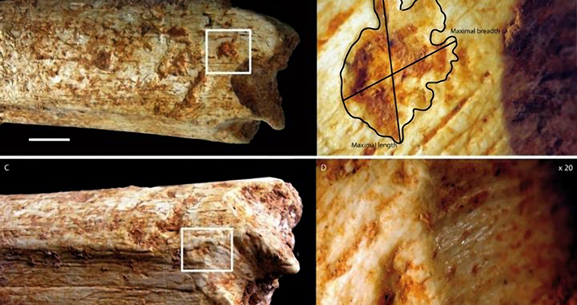 Tooth Marks on Pleistocene human (1)