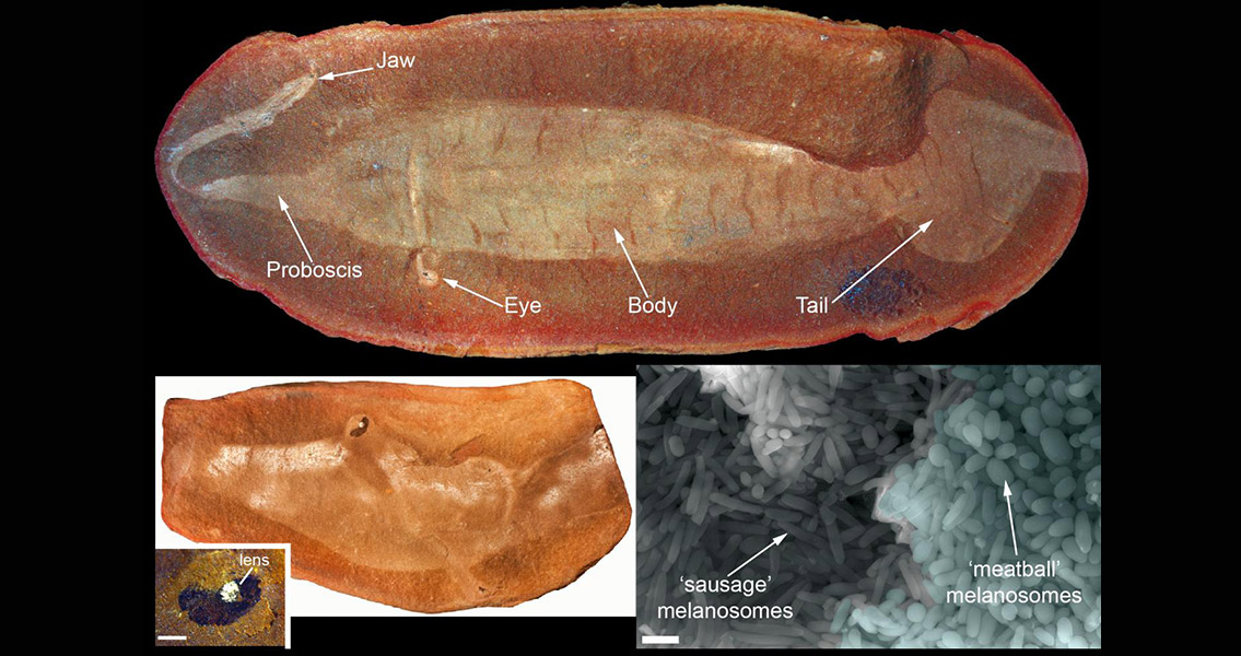 New Research Reveals “Tully Monster” Was a Vertebrate