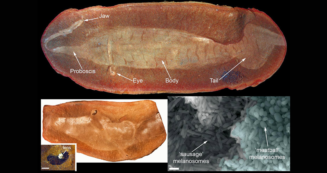 New Clue in the Study of Fauna Dispersal Routes