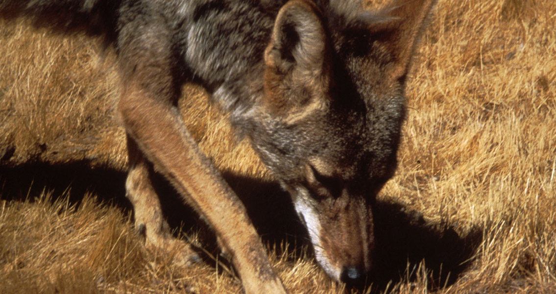 Canis Latrans standing