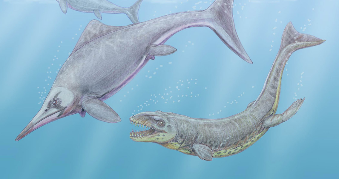 Study Shows a Quick Evolutionary Recovery by Marine Reptiles