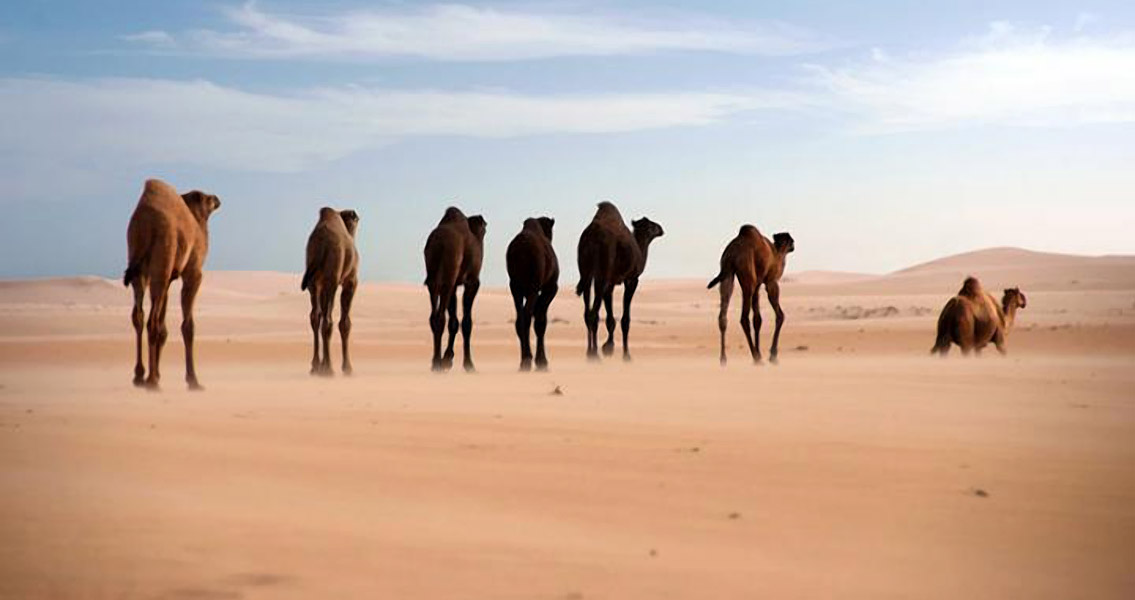 Dromedaries (2)