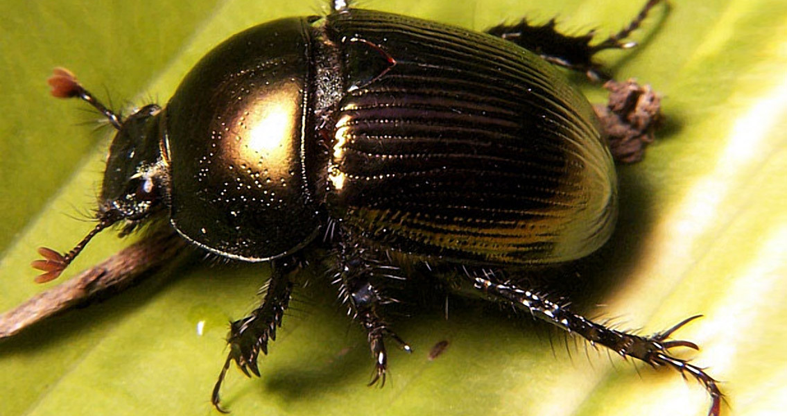 Dung Beetle Geotrupes (1)