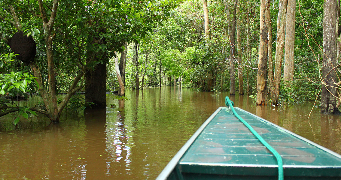 Floresta Alagada (1)