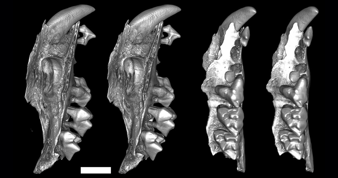 15 Million Year Old Remains of Bizarre Marsupial Found