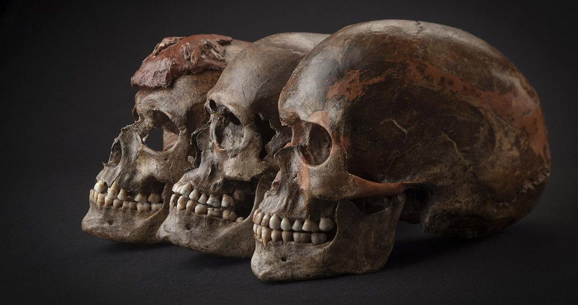 Three 31,000 Year Old Skulls