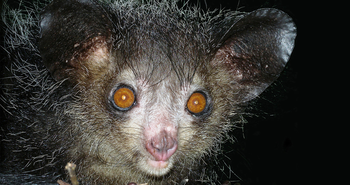 Answered: How Early Mammals Developed Night Vision