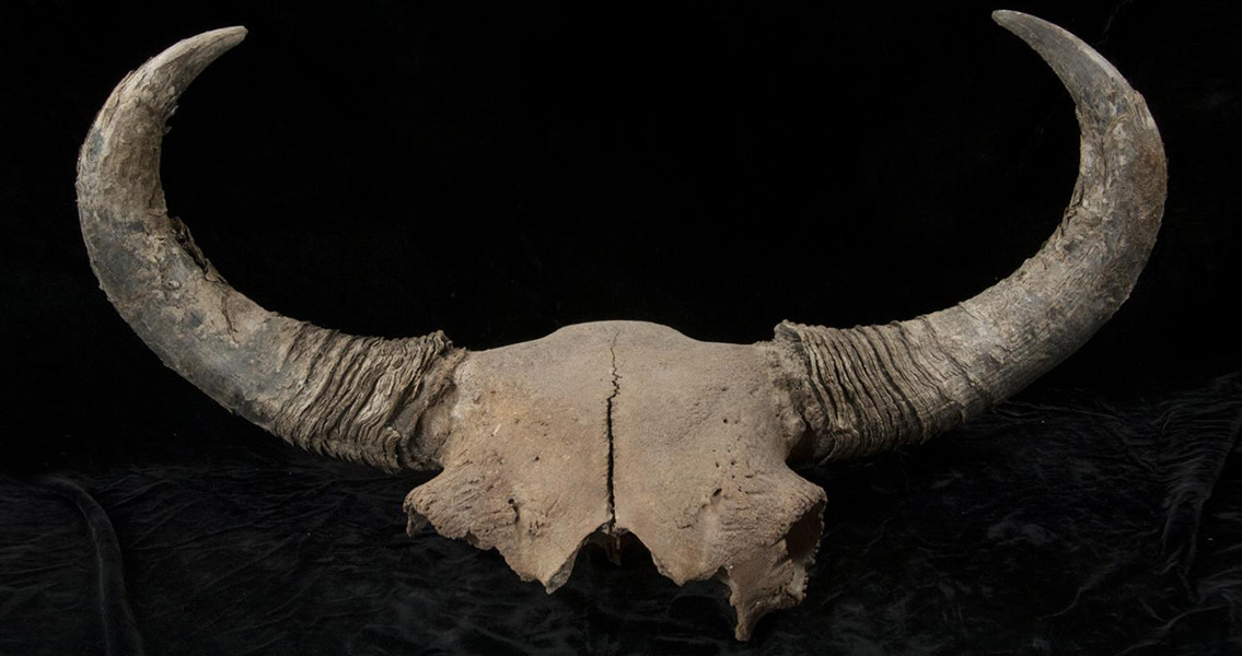 Bison skull