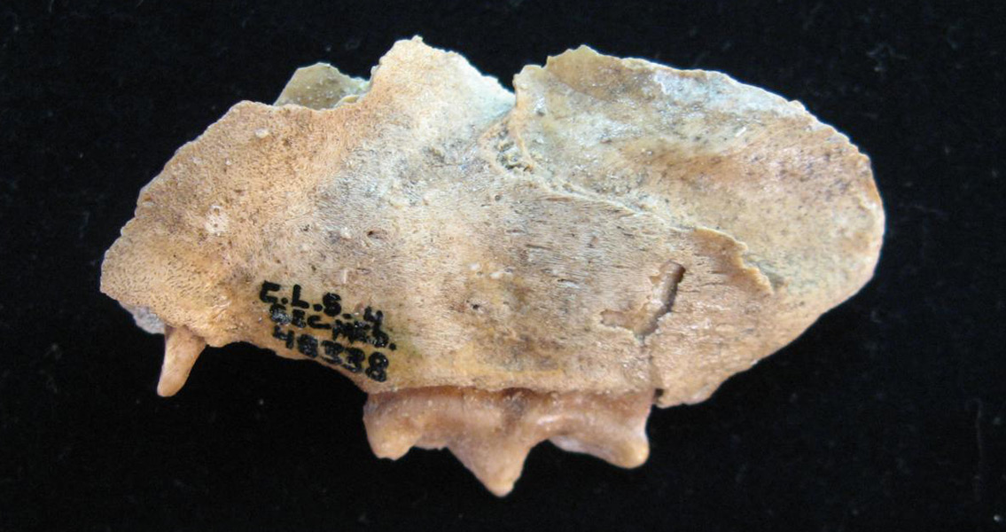 800,000 Year Old Homo Erectus Footprints Found in Eritrea
