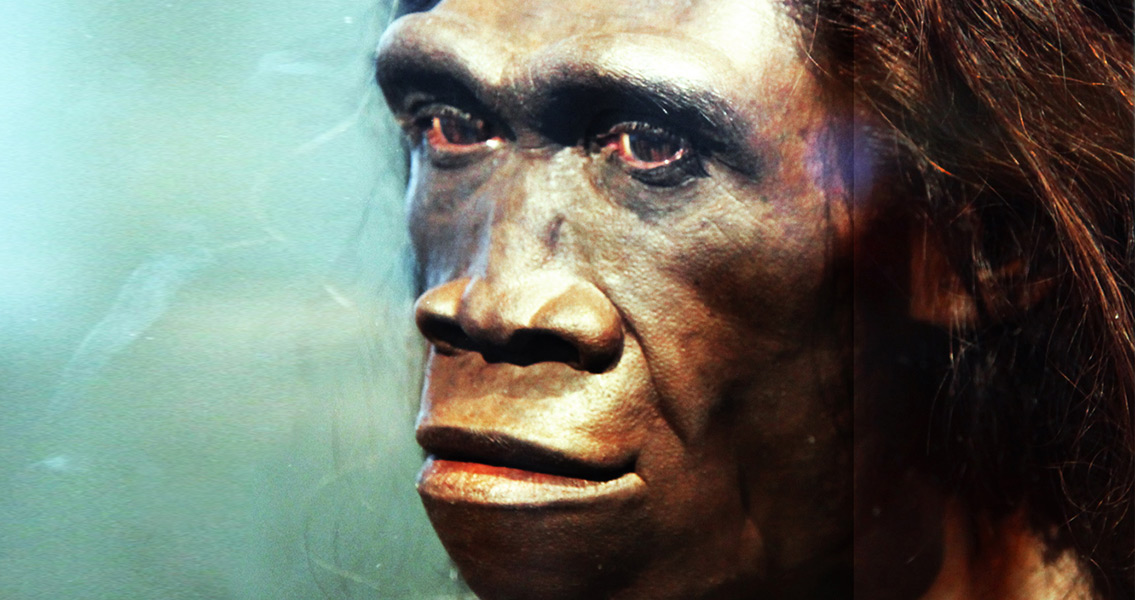 Homo erectus adult female (1)