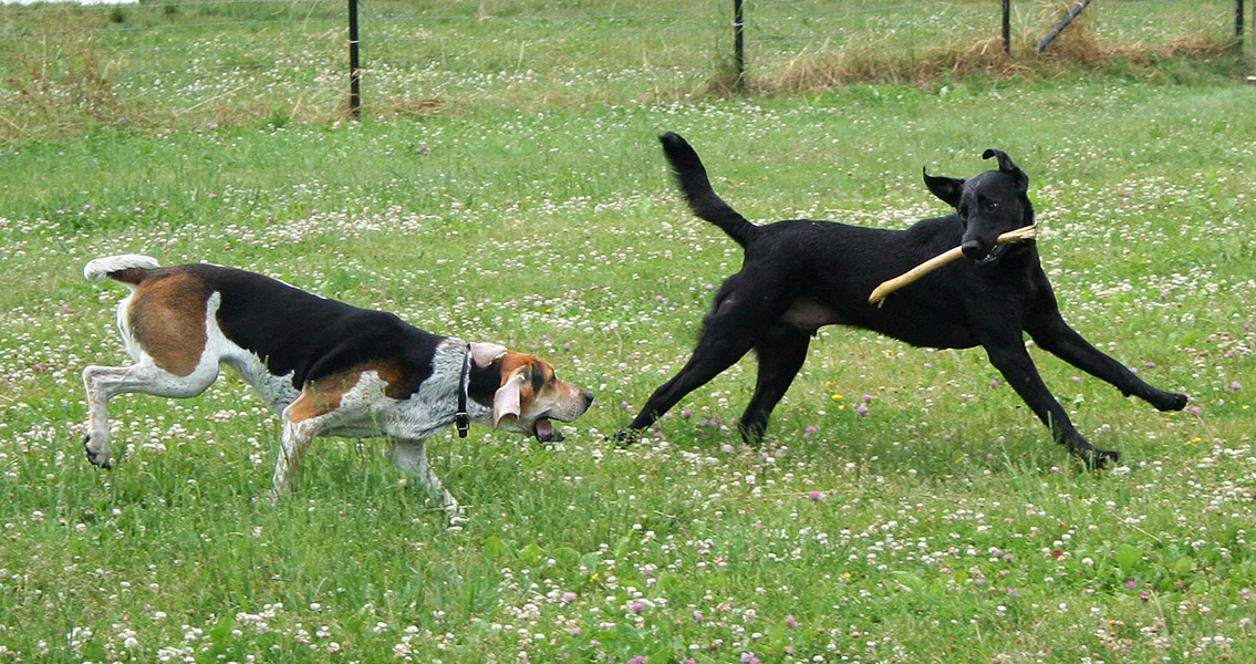 Labrador Retriever playing