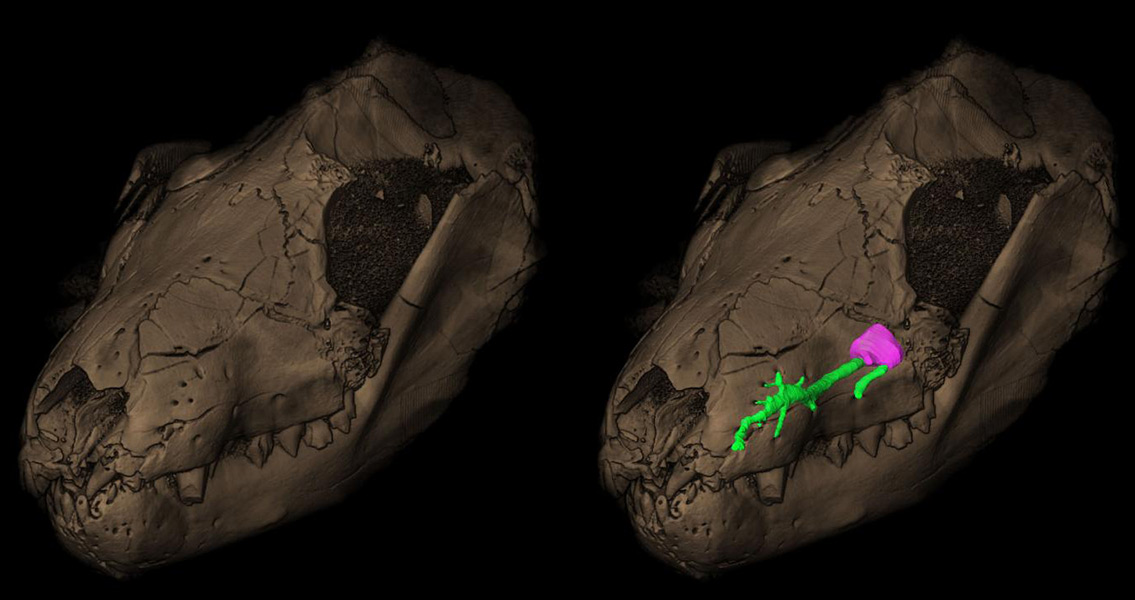 Maxillary Canal of the Thrinaxodon