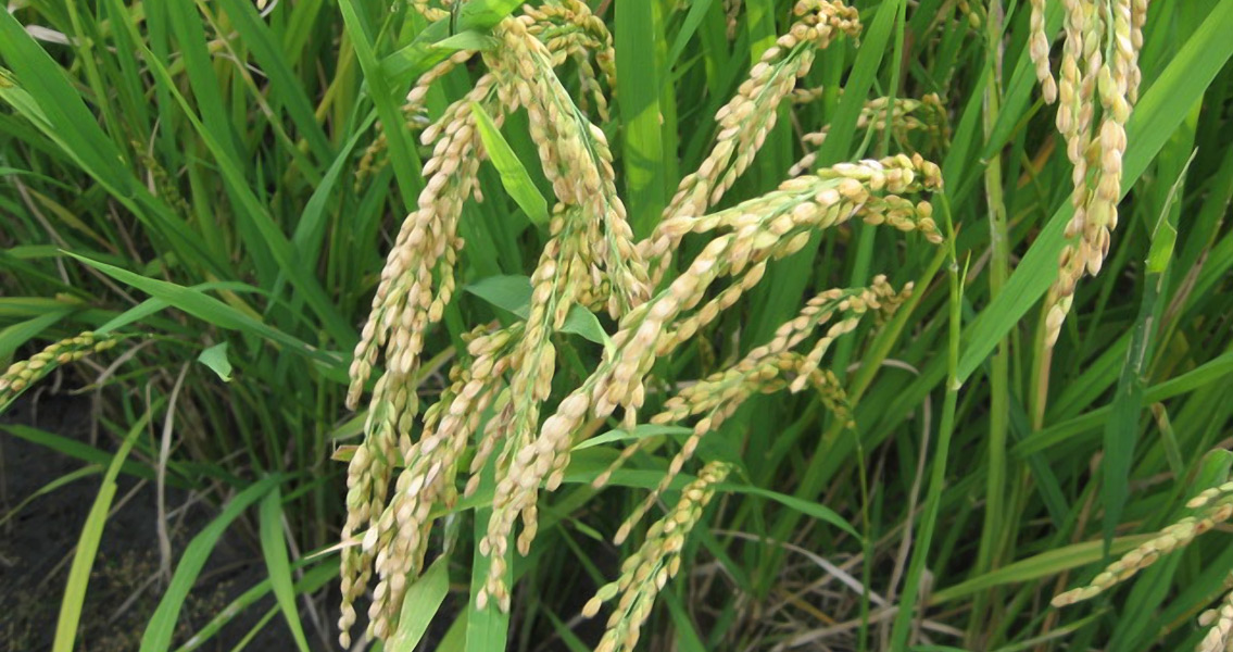 Rice Japonica