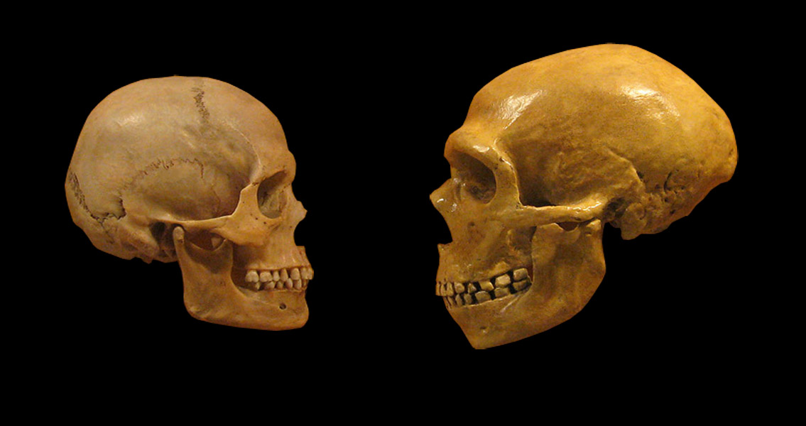 Sapiens Neanderthal comparison