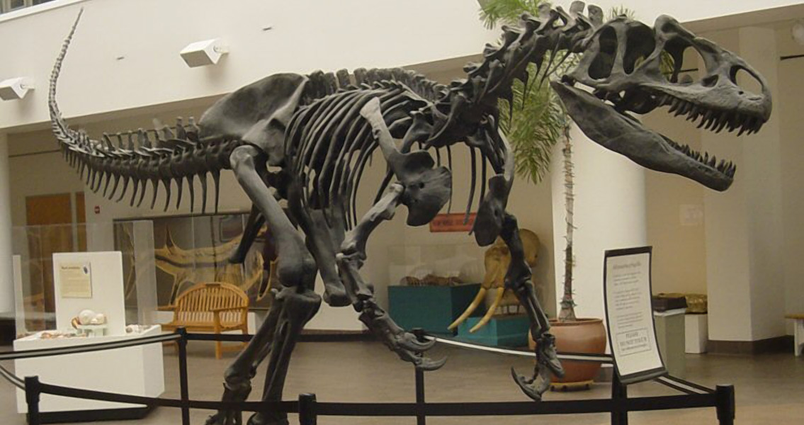 Allosaurus Skeleton (2)