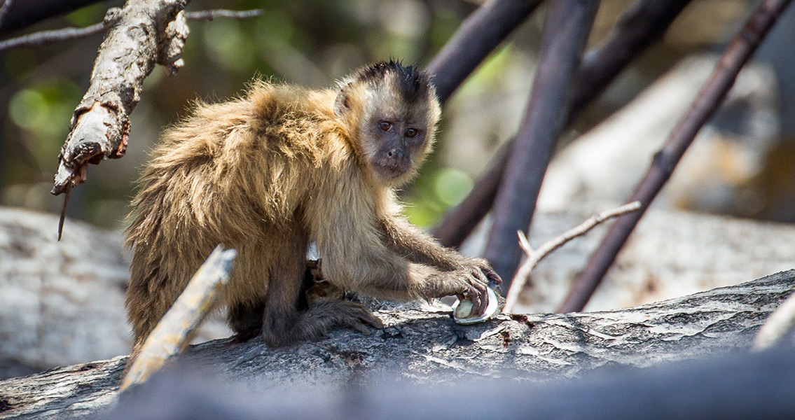 Bearded Capuchin Monkey