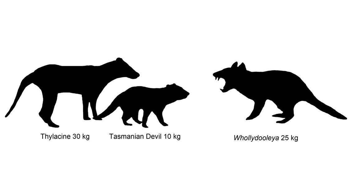 Comparison of marsupial size (2)