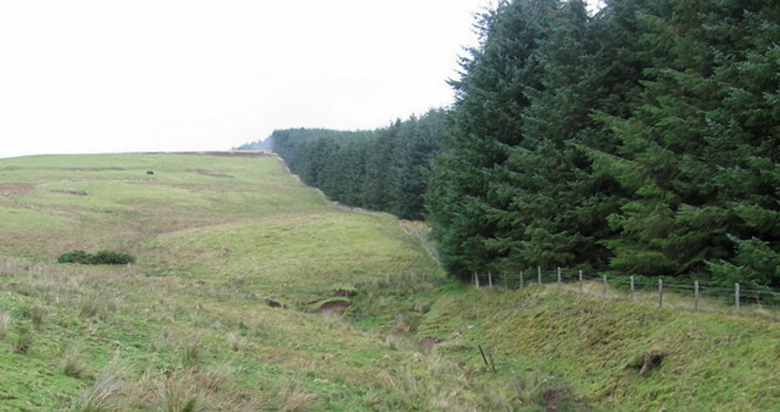 Forest Edge Below Simpleside Hill (1)