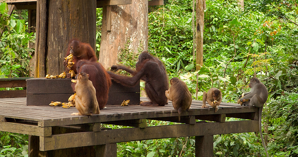 Orangutans