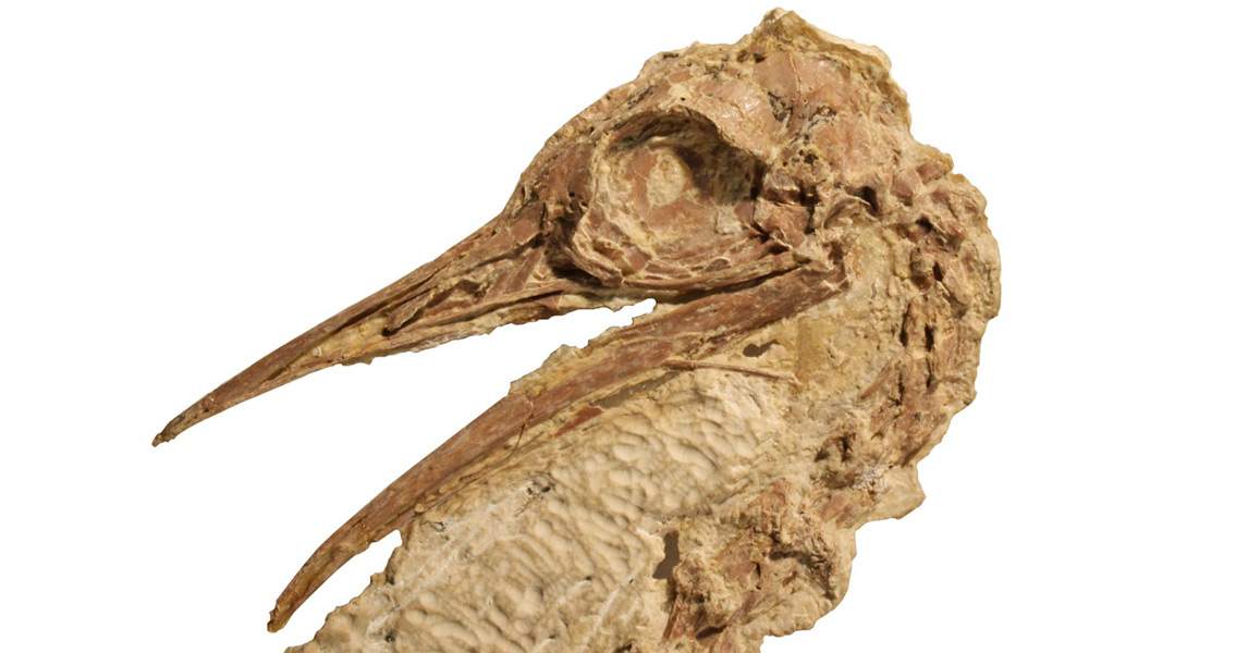 Fossils of 50 Million Year Old Ostrich Relative Discovered