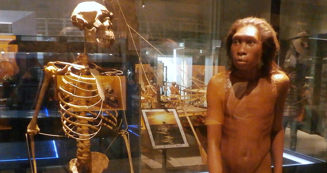 Skeleton and restoration model of Turkana boy