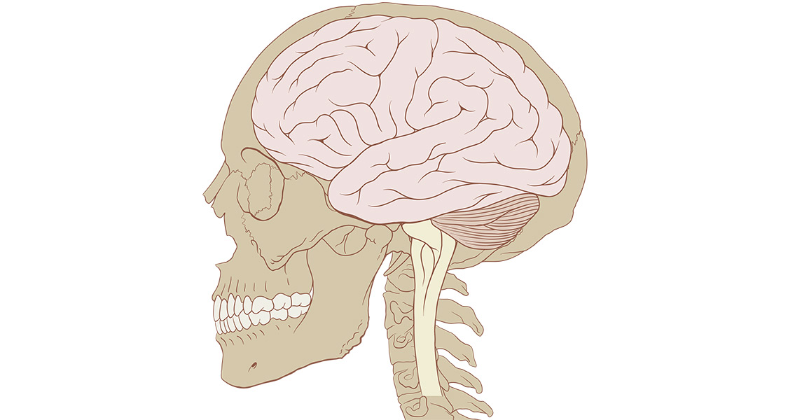 Skull and Brain normal human