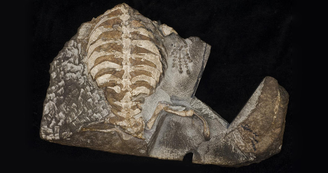 Origin of the Turtle Shell Solved With a Child's Help