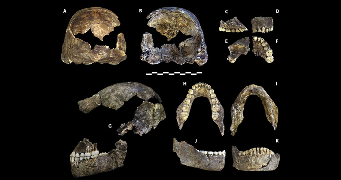 homo naledi holotype specimen