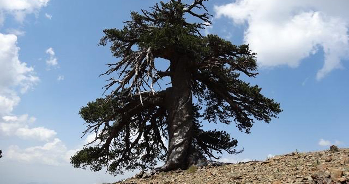 Oldest Known Living Tree in Europe Found in Greece