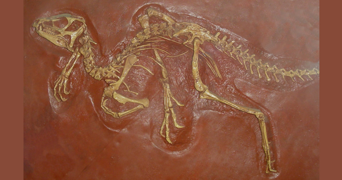 Heterodontosaurus skeleton (1)